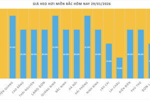 Giá heo hơi hôm nay 29/1/2026: Biến động trái chiều