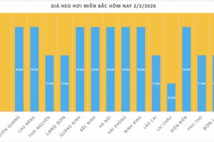 Giá heo hơi hôm nay 2/2/2026: Giảm diện rộng tại miền Bắc, miền Trung