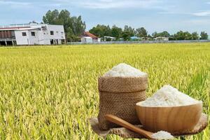 Giá lúa gạo hôm nay ngày 5/2/2026: Gạo thơm neo cao