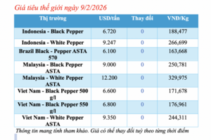Giá tiêu hôm nay 9/2/2026: Dao động từ 148.000 - 150.500 đồng/kg
