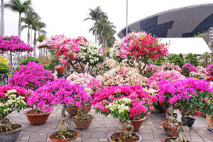 Đà Nẵng: Chợ hoa xuân rộn ràng đón khách