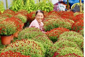 Vĩnh Long: Thị trường hoa kiểng cao điểm, nguồn cung sẵn sàng dịp Tết