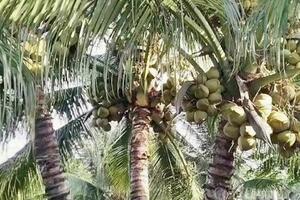 Dừa Vĩnh Long: Khẳng định vị thế 'thủ phủ' và tầm nhìn xuất khẩu tỷ USD