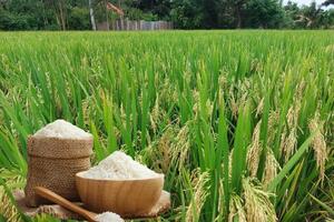 Giá lúa gạo hôm nay ngày 13/3/2026: Tấm thơm tăng nhẹ