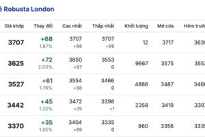 Giá cà phê hôm nay 13/3/2026: Trong nước sụt giảm sâu