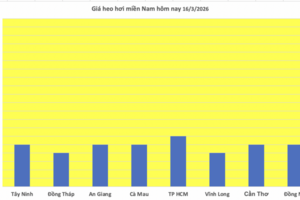 Giá heo hơi hôm nay 16/3/2026: Cao nhất đạt mốc 66.000 đồng/kg