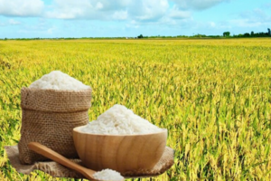 Giá lúa gạo hôm nay ngày 17/3/2026: Gạo xuất khẩu OM 5451 giảm