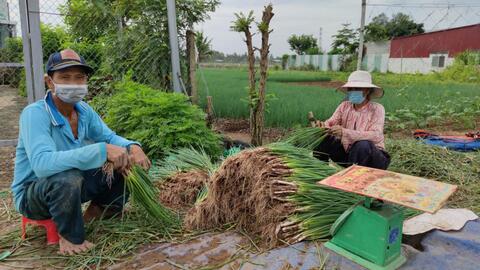 Giá nhiều loại rau củ quả giảm mạnh