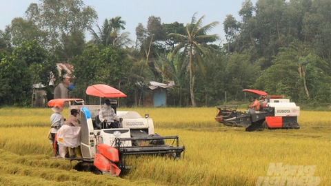Bộ NN&PTNT đề xuất Chính phủ hỗ trợ mua dự trữ lúa hè thu