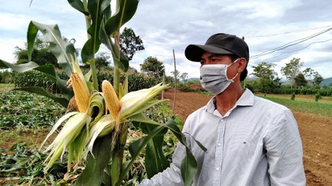 Trồng ngô sinh khối, càng làm càng mê