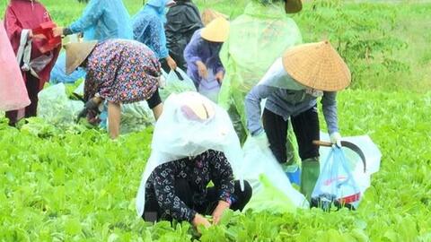 Tăng quy mô sản xuất, sẵn sàng cung ứng thực phẩm cho phía Nam