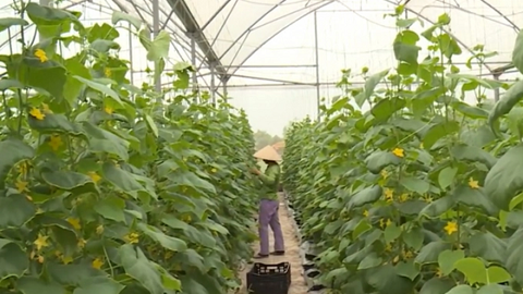 Sản xuất nông nghiệp ứng dụng công nghệ viễn thám ở Hà Nội