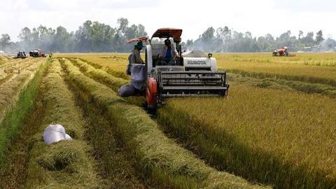 Hơn 700.000ha lúa miền Tây chín rục, trái cây rẻ bèo thiếu người mua, gỡ gấp cách nào?