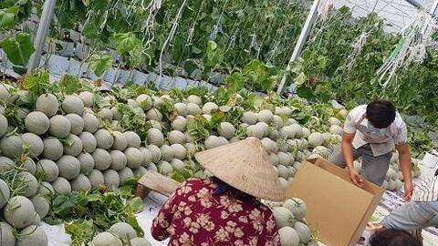 Tập đoàn Lộc Trời bao tiêu dưa lưới cho nông dân tham gia liên kết