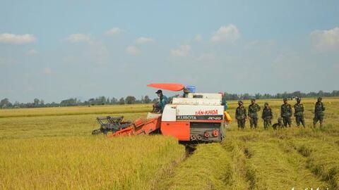 ĐBSCL còn 690.000ha lúa hè thu chưa thu hoạch