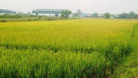 Điều kiện, thủ tục chuyển đổi cơ cấu cây trồng trên đất trồng lúa
