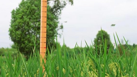 Trung Quốc trồng thành công lúa khổng lồ cao 2m