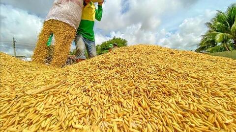 Tuần qua, giá lúa gạo ở Đồng bằng sông Cửu Long tăng nhẹ