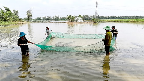 Miền Tây ngóng mùa nước nổi