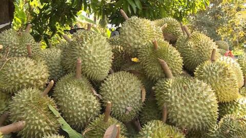 Nhật Bản nâng mức kiểm tra đối với sầu riêng Việt Nam
