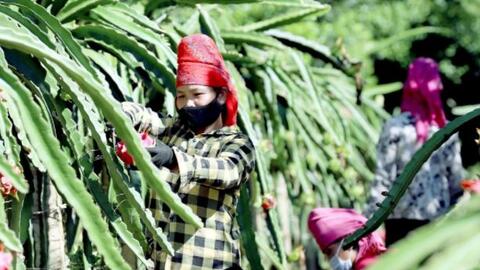 Thanh long Việt Nam còn nhiều lợi thế trên thị trường quốc tế