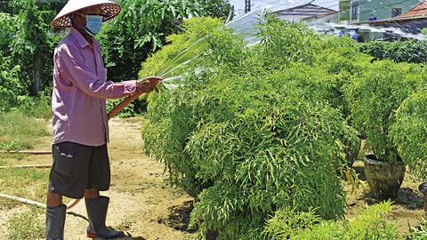 Mô hình trồng cây đinh lăng của lão nông Cẩm Hà