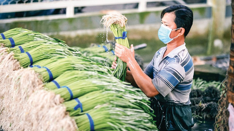 Cần Thơ - Nhiều kênh hỗ trợ hợp tác xã tiêu thụ nông sản