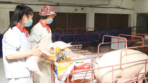 Ngành chăn nuôi Hà Nội: Bảo đảm nguồn cung cho thị trường