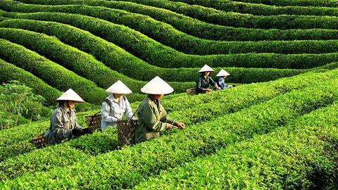 Sản xuất bột trà xanh từ lá chè phụ liệu