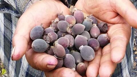 Sử dụng Saccharomyces Cerevisiae Rv002 để lên men rượu vang từ quả sim (Rhodomyrtus Tomentosa)