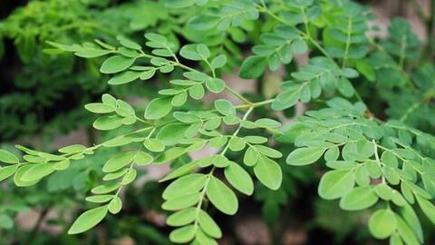 Sản xuất phân bón hữu cơ từ phụ phẩm chùm ngây hướng tới phát triển nông nghiệp xanh