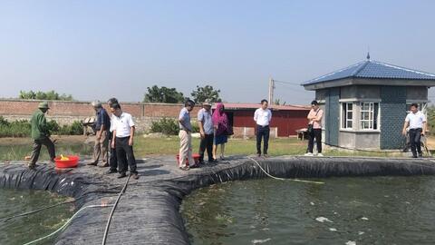 Hiệu quả từ mô hình nuôi cá rô phi ứng dụng công nghệ biofloc