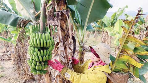 Nông dân  A Lưới đầu tư chăn nuôi, trồng trọt hữu cơ