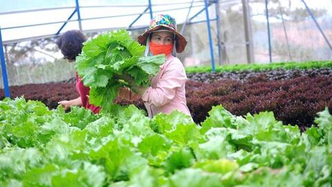 Huế tăng cường đảm bảo ATTP trong nông nghiệp
