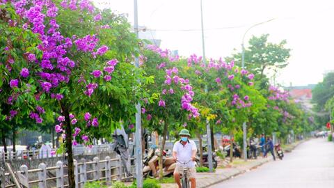 Tuyến đường bằng lăng tím - điểm check in tuyệt đẹp tại thành Vinh
