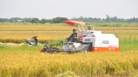 Bảo vệ diện tích lúa đông xuân chưa kịp thu hoạch
