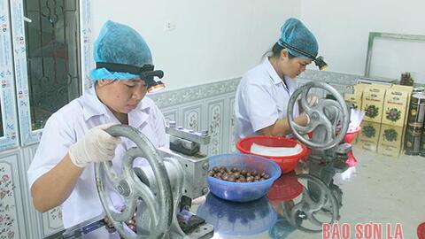 Nâng cao giá trị sản phẩm quả mắc ca