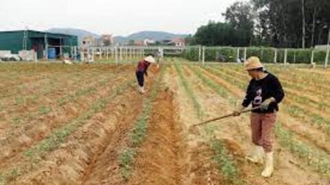 Nghệ An: Nhân rộng diện tích khoai tây trên vùng đất cát