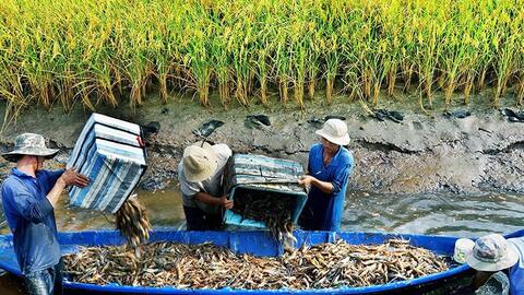 Tôm Cà Mau - tự hào thương hiệu Việt
