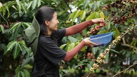 Giá cà phê hôm nay 16/5/2025, thị trường tiếp đà giảm
