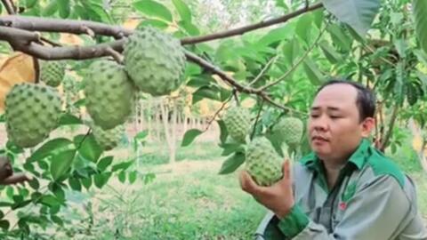 OCOP góp phần nâng cao thu nhập cho nông dân Phú Giáo