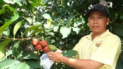 Nhiều nông dân Sóc Trăng 'đổi đời' từ cây mận OCOP