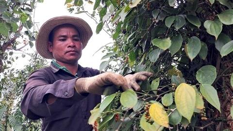 Neo mức 153.000 đồng/kg, giá tiêu có nhiều triển vọng tích cực ở trung và dài hạn