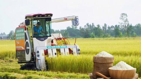 Giá lúa gạo hôm nay ngày 26/6: Gạo nguyên liệu tăng nhẹ