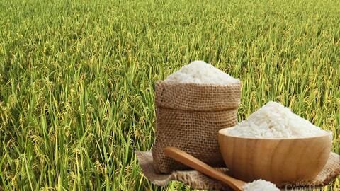 Giá lúa gạo hôm nay ngày 30/6: Gạo bình ổn, lúa tương chững giá