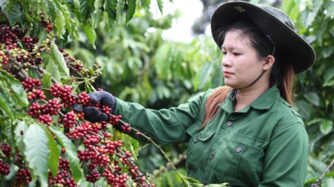 Xuất khẩu viên nén: Tăng trưởng 2 con số và 5 thách thức lớn