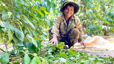 Giá tiêu giảm rải rác 1.000 đồng/kg