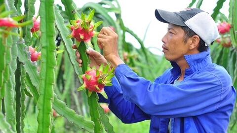 Nông sản hữu cơ của HTX: Sức hút từ thị trường khổng lồ Mỹ