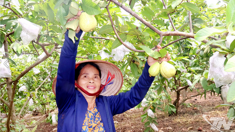 Nỗ lực xây dựng thương hiệu ổi Linh Sơn