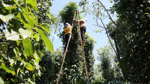 Giá tiêu hôm nay 12/9/2025: Bất ngờ giảm